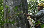 Un technicien mesure le diamètre de certains arbres sur l'île de Barro Colorado, installée sur le canal de Panama, et devenue un véritable laboratoire de biologie tropicale, le 23 novembre 2015 