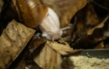 Un escargot de Bourgogne en train de se nourrir dans la ferme d'élevage de Toshihide Takase à Matsusaka (centre du Japon) le 16 mai 2024