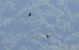 Des rapaces migrent par le "goulot d’étranglement de Batoumi", formé par la mer Noire et les montagnes du Caucase, le 23 septembre 2026 à Sakhalvasho, en Géorgie