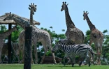 Des girafes et des zèbres dans un enclos  au centre Vantara de sauvetage et de conservation de la faune, le 25 septembre 2026 à Jamnaga, en Inde