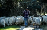Le berger Alvaro Martin et son troupeau de mouton dans le parc Casa de Campo, le 26 mars 2019 à Madrid, en Espagne