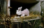 Photo non datée fournie par l'association de défense des droits des animaux One Voice montrant un lapin angora tondu dans un lieu inconnu
