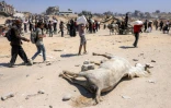 Des Palestiniens portant des sacs de nourriture passent devant le cadavare d'un cheval mort, dans le nord de la bande de Gaza le 27 juillet 2025