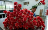 Un employé prépare des fleurs d'Inirida pour leur exportation, le 7 août 202 à Inirida, dans le département de Guainia, en Colombie