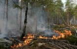 Un incendie dans la forêt de Fontainebleau, le 14 juillet 2026 à Noisy-sur-Ecole, en Seine-et-Marne