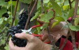Une grappe de raisins pinot noir cueillie dans un vignoble