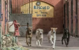 Des chiens errants recueillis par l'association "Le Refuge de l'espoir", le 12 décembre 2018 à Abusir, près du Caire
