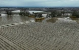 Des champs inondés à Coursan dans l'Aude le 19 janvier 2026
