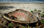 Une carapace vide de tortue de mer, victime de braconnage, gît sur une plage de l'île de Mayotte (France), le 8 juin 2018