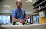 Le Dr Vladislav Zlatinov, chirurgien vétérinaire examine les pattes arrières du chat Steven, âgé de 8 mois, avant de lui greffer des pattes artificielles, le 26 janvier 2017 à Sofia, en Bulgarie