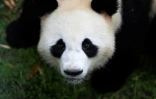 Jiao Qing, photographié le 3 mai 2017 en Chine, est un des deux pandas qui sont attendus à Berlin