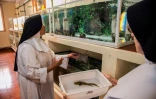 Les soeurs Ofelia Morales Francisco (à gauche) et Rosa Cortez s'occupent d'aquariums d'élevage de salamandres aquatiques, dans leur monastère au Mexique près du lac Patzcuaro, le 22 août 2018