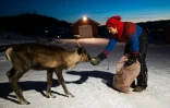 Sissel Stormo Holtan nourrit un renne devant sa maison à Namdalseid en Norvège, comté de Troendelag, le 7 décembre 2021