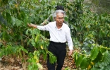 Liao Xiugui dans la plantation de café Xiaowazi, à Pu'er, le 1er avril 2025 dans la province du Yunnan, dans le sud-ouest de la Chine