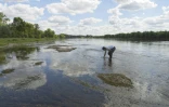 L'éclaircissement des eaux de la Loire, ici à Vouvray, en Indre-et-Loire, le 27 juillet 2022, a été bénéfique pour le développement de la végétation aquatique