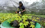 Une femme prépare des boutures destinées à la reforestation de la forêt classée de la Téné, dans le Sud-Ouest de la Côte d'Ivoire, le 19 mai 2021