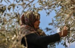 Dalal Sawalmeh, une Palestinienne, cueille les olives pour la récolte annuelle dans le village d'Assira al-Shamaliya en Cisjordanie, le 25 octobre 2021 