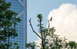 Des cacatoèse soufrés perchés sur un arbre à Kong Kong, le 25 juillet 2025