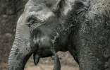 Un éléphant d'Asie s'asperge de boue dans son enclos du zoo de Zurich, le 27 juillet 2022 en Suisse