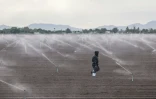 Un ouvrier agricole marche dans un champ près de Somerton, en Arizona, le 18 octobre 2026