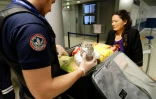 Un douanier fouille la valise d'une  passagère à son arrivée à l'aéroport Roissy-Charles-de-Gaulle, le 26 juillet 2016