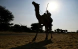Dans une ferme d'élevage de dromadaires à Bikaner, dans l'ouest de l'Inde, le 5 décembre 2018