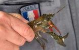 Une écrevisse signal ("Pacifastacus leniusculus") pêchée au lac d'Aydat (Puy-de-Dôme), le 14 septembre 2017