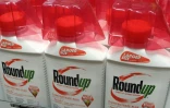 Des bouteilles de Roundup, le désherbant au glyphosate, photographiées à Glendale, en Californie, le 19 juin 2018   