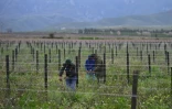 Des ouvriers agricoles travaillent dans des vignobles près de la ville de Robertson, dans la province du Cap-Occidental (Afrique du Sud), le 9 juillet 2026