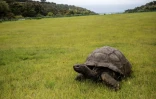 Jonathan la tortue,au moins 185 ans, sur la pelouse de la demeure du gouverneur de l'île de Sainte-Hélène, le 20 octobre 2017