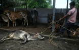 Un homme tire une vache au sol au marché aux bestiaux de Sensuntepeque, dans le département de Cabañas, au Salvador, le 1er octobre 2026