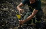 Le technicien forestier de l'ONF Stéphane Paoli plante un marqueur alors qu'il inspecte une zone touchée par un récent incendie de forêt, à Luc-sur-Orbieu, près de Narbonne, le 19 août 2025 dans l'Aude