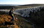 Des bergers descendent l'un des plus grands troupeaux du Massif Central à Prevencheres après deux mois d'été pâturage sur le Mont Lozère, le 27 août 2020 à Prevencheres en Lozère