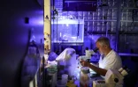 Le professeur en toxicologie Jamie Seymour dans son laboratoire Ă Cairns, le 8 avril 2024 en Australie