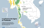 La présence des tigres en Thaïlande