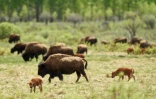 Des bisons dans un champ de la communauté amérindienne Tsuut'ina, près de Calgary, le 23 mai 2023 dans la province de l'Alberta, au Canada
