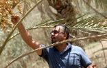 L'agriculteur irakien Raed al-Jubayli surveille les fruits de ses palmiers dattiers à Bassora le 31 août 2018