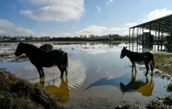 Un cheval et un âne au milieu de terrains inondés dans le sud de la France le 2 décembre 2019