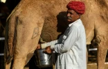 Un éleveur trait une de ses dromadaires, le 5 décembre 2018 à Bikaner, dans l'ouest de l'Inde