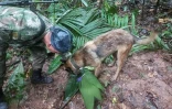 Photo diffusée par l'armée colombienne le 17 mai 2023 d'un soldat et de son chien renifleur pendant les recherches à Solano, pour retrouver quatre enfants disparus dans la jungle, après le crash d'un petit avion dans lequel ils voyageaient