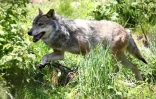 Un loup au parc animalier des Angles, le 18 juin 2015 dans le sud-ouest de la France