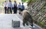 Un sanglier mange du pain abandonné par un visiteur dans le parc Aberdeen, le 25 janvier 2019 à Hong Kong 