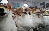 Des marionnettes de chiens corgis dans l'atelier de l'entreprise Imagineer à Coventry, le 20 mai 2022 en Angleterre