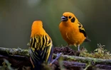 Des oiseaux de la forêt de San Antonio, près de Cali, le 11 février 2022 en Colombie