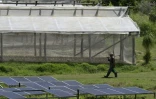 Un agriculteur passe entre une serre et des panneaux solaires dans la ferme agro-écologique La Burgambilia, à Caimito, dans la province d'Artemisa, le 25 juin 2026 à Cuba