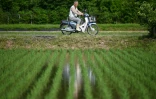 Gonfler les importations de riz était ces derniers mois un tabou pour Tokyo, qui assurait défendre les intérêts des agriculteurs locaux