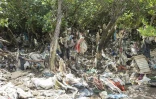 Une mangrove envahie de déchets, à Koungou, sur l'archipel de Mayotte, le 1er mai 2023