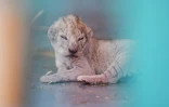 Un lionceau dont la mère a été sauvée par une ONG, l'organisation "Four Paws" (Quatre Pattes), le 14 août 2017 dans une réserve pour animaux à Amman en Jordanie