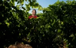 Nan Ping Gao, vigneronne d'origine chinoise et directrice générale adjointe du domaine viticole "Château Labastide", dans les vignes à Escales, dans l'Aude, le 30 juin 2022