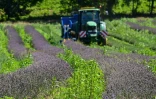Récolte de la lavande près de Chatuzange-le-Goubet, le 12 juillet 2019 dans le sud-est de la France